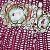 biomaterial